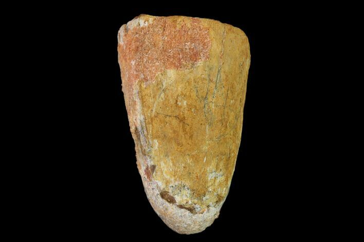 Cretaceous Fossil Crocodile Tooth - Morocco #140584